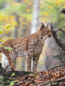 Preview wallpaper lynx, big cat, animal, predator, grass, forest