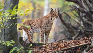 Preview wallpaper lynx, big cat, animal, predator, grass, forest