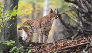 Preview wallpaper lynx, big cat, animal, predator, grass, forest