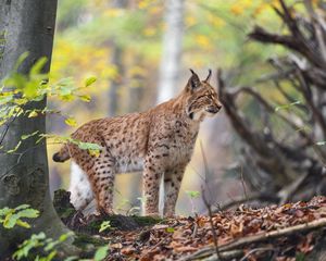 Preview wallpaper lynx, big cat, animal, predator, grass, forest