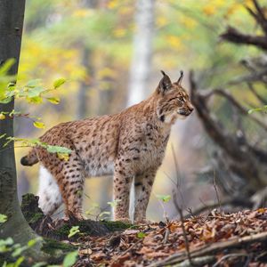 Preview wallpaper lynx, big cat, animal, predator, grass, forest