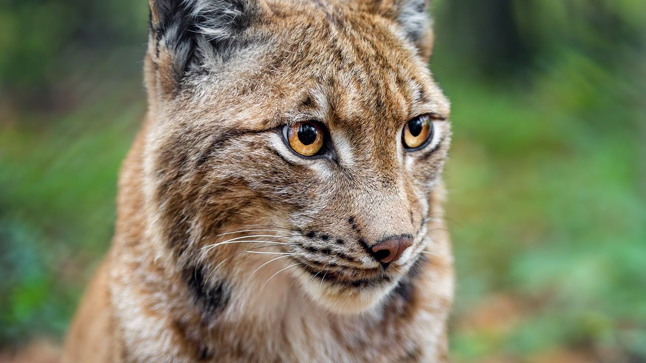 Wallpaper lynx, big cat, animal, predator, blur