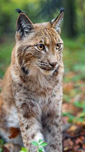 Preview wallpaper lynx, big cat, animal, predator, blur