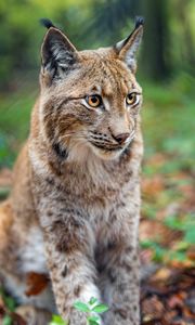 Preview wallpaper lynx, big cat, animal, predator, blur