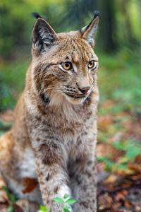 Preview wallpaper lynx, big cat, animal, predator, blur