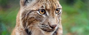 Preview wallpaper lynx, big cat, animal, predator, blur