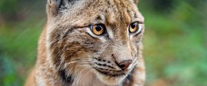 Preview wallpaper lynx, big cat, animal, predator, blur