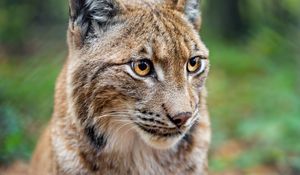 Preview wallpaper lynx, big cat, animal, predator, blur