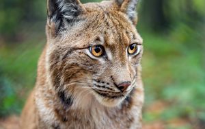 Preview wallpaper lynx, big cat, animal, predator, blur