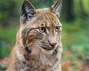 Preview wallpaper lynx, big cat, animal, predator, blur