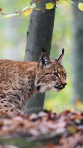 Preview wallpaper lynx, big cat, animal, predator, leaves, blur