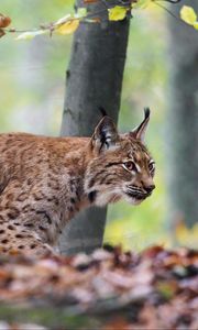 Preview wallpaper lynx, big cat, animal, predator, leaves, blur