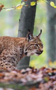 Preview wallpaper lynx, big cat, animal, predator, leaves, blur