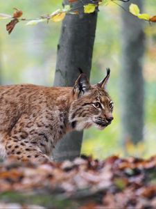 Preview wallpaper lynx, big cat, animal, predator, leaves, blur