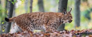 Preview wallpaper lynx, big cat, animal, predator, leaves, blur