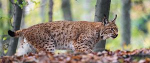 Preview wallpaper lynx, big cat, animal, predator, leaves, blur