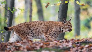 Preview wallpaper lynx, big cat, animal, predator, leaves, blur