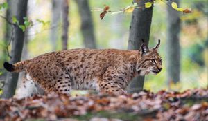 Preview wallpaper lynx, big cat, animal, predator, leaves, blur