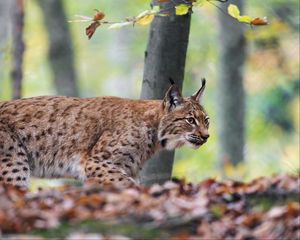 Preview wallpaper lynx, big cat, animal, predator, leaves, blur