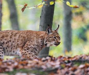 Preview wallpaper lynx, big cat, animal, predator, leaves, blur