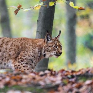 Preview wallpaper lynx, big cat, animal, predator, leaves, blur