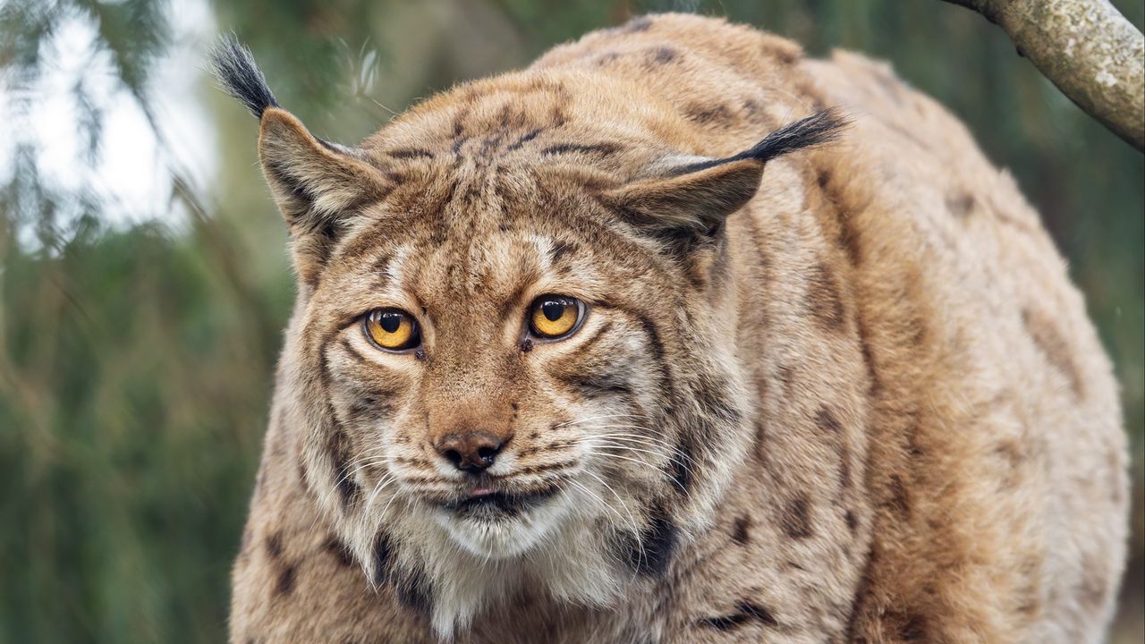 Wallpaper lynx, big cat, animal, predator, wildlife