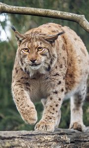 Preview wallpaper lynx, big cat, animal, predator, wildlife