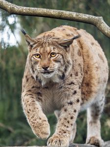 Preview wallpaper lynx, big cat, animal, predator, wildlife