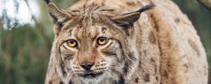 Preview wallpaper lynx, big cat, animal, predator, wildlife