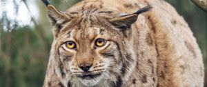 Preview wallpaper lynx, big cat, animal, predator, wildlife