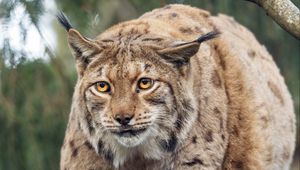 Preview wallpaper lynx, big cat, animal, predator, wildlife