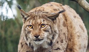 Preview wallpaper lynx, big cat, animal, predator, wildlife