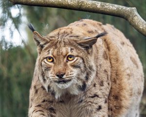 Preview wallpaper lynx, big cat, animal, predator, wildlife