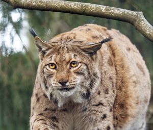 Preview wallpaper lynx, big cat, animal, predator, wildlife