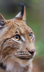 Preview wallpaper lynx, big cat, animal, predator, eyes