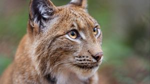 Preview wallpaper lynx, big cat, animal, predator, eyes