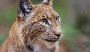 Preview wallpaper lynx, big cat, animal, predator, eyes