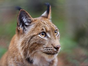 Preview wallpaper lynx, big cat, animal, predator, eyes