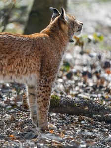 Preview wallpaper lynx, big cat, animal, predator, ears