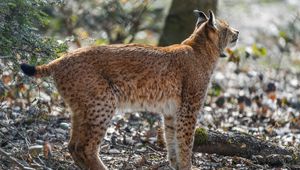 Preview wallpaper lynx, big cat, animal, predator, ears