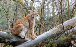 Preview wallpaper lynx, big cat, animal, predator, logs