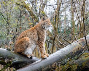 Preview wallpaper lynx, big cat, animal, predator, logs