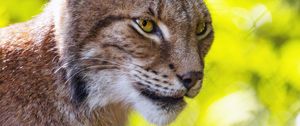 Preview wallpaper lynx, big cat, blur, predator
