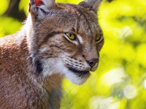 Preview wallpaper lynx, big cat, blur, predator