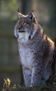 Preview wallpaper lynx, big cat, cute