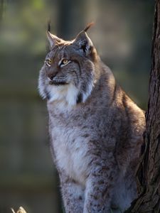 Preview wallpaper lynx, big cat, cute