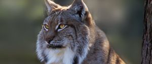 Preview wallpaper lynx, big cat, cute