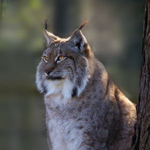 Preview wallpaper lynx, big cat, cute
