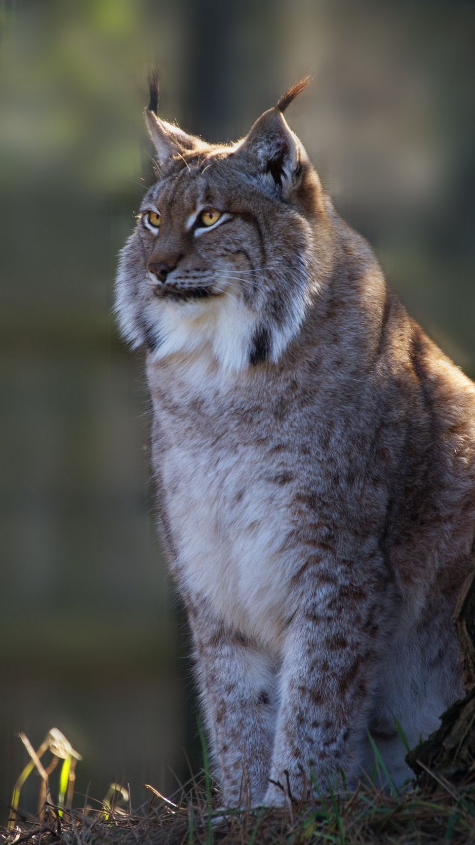 Lynx krustybel pisici art fantasy cat wild HD wallpaper  Peakpx