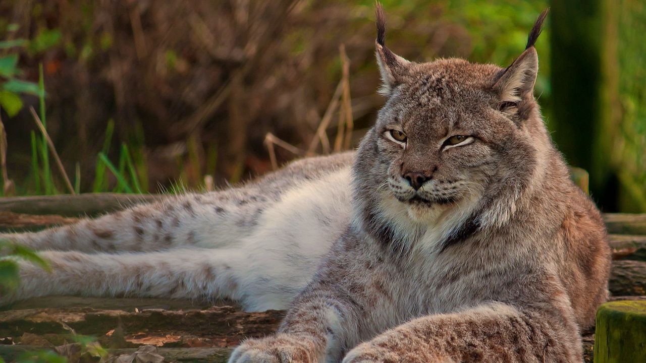 Wallpaper lynx, big cat, face, lie down, sleep, old
